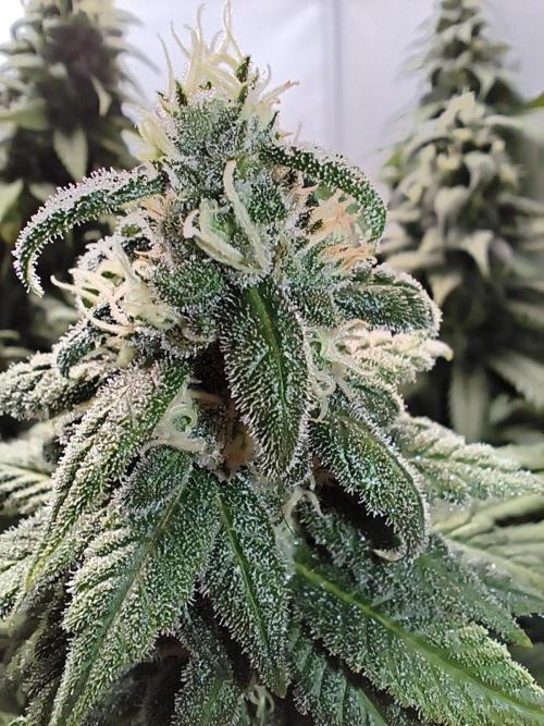 Northern Light Blue from cuttings indoor. Week 11