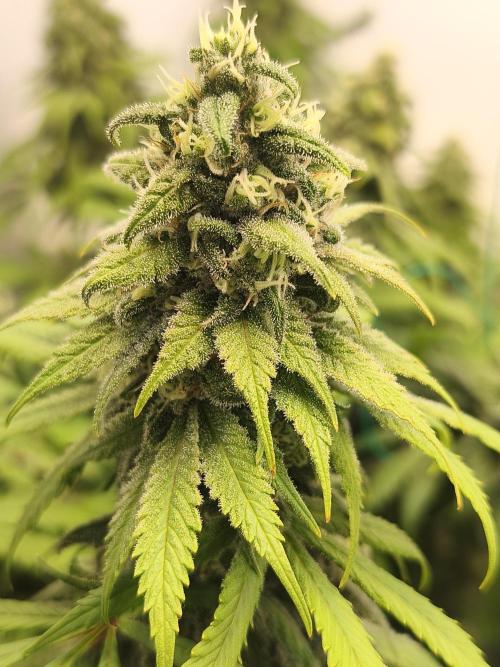 Northern Light Blue from cuttings indoor. Week 11