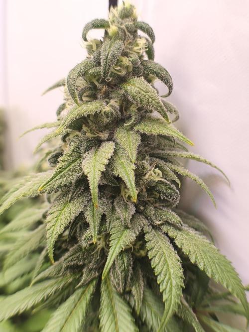 Northern Light Blue from cuttings indoor. Week 11