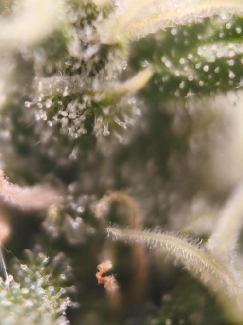 Northern Light Blue from cuttings indoor. Week 11