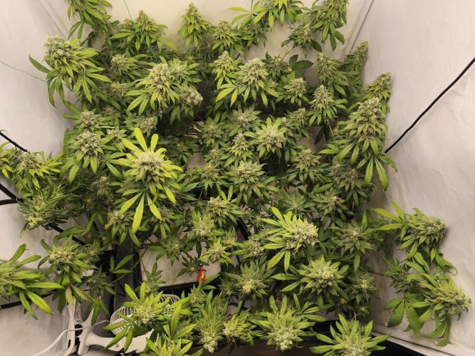 Northern Light Blue from cuttings indoor. Week 12