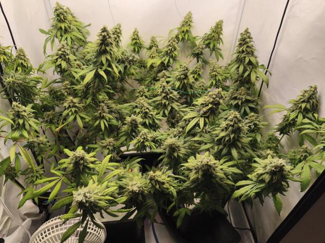 Northern Light Blue from cuttings indoor. Week 12