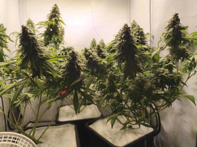 Northern Light Blue from cuttings indoor. Week 12