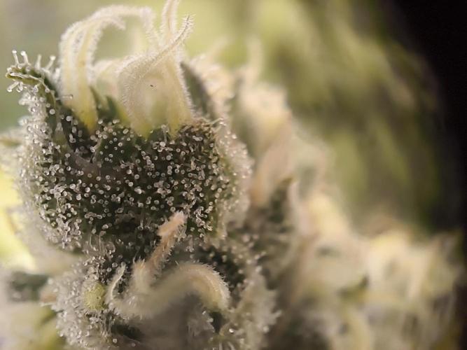 Northern Light Blue from cuttings indoor. Week 12