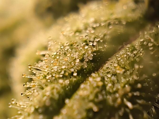 Northern Light Blue from cuttings indoor. Week 12