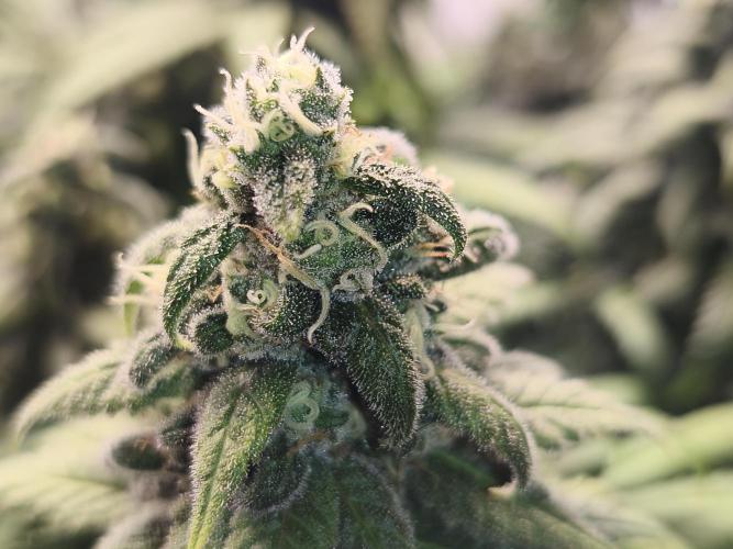 Northern Light Blue from cuttings indoor. Week 12