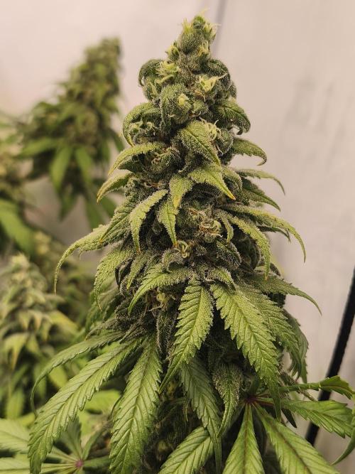 Northern Light Blue from cuttings indoor. Week 12