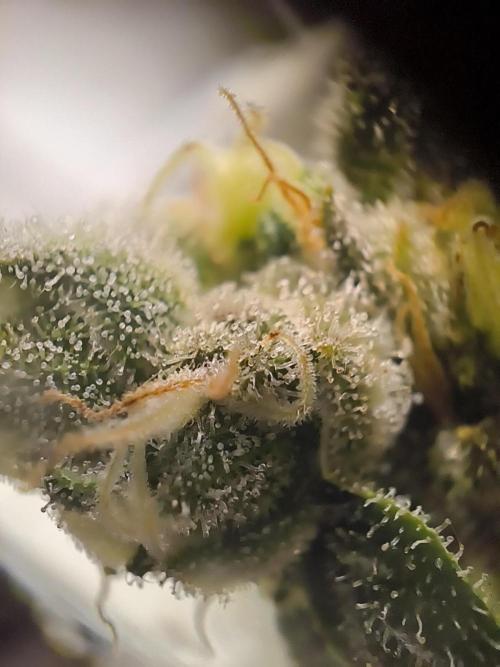 Northern Light Blue from cuttings indoor. Week 13