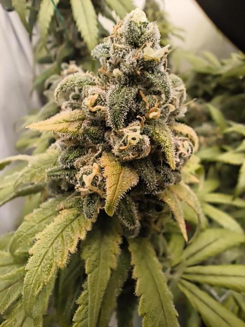 Northern Light Blue from cuttings indoor. Week 13