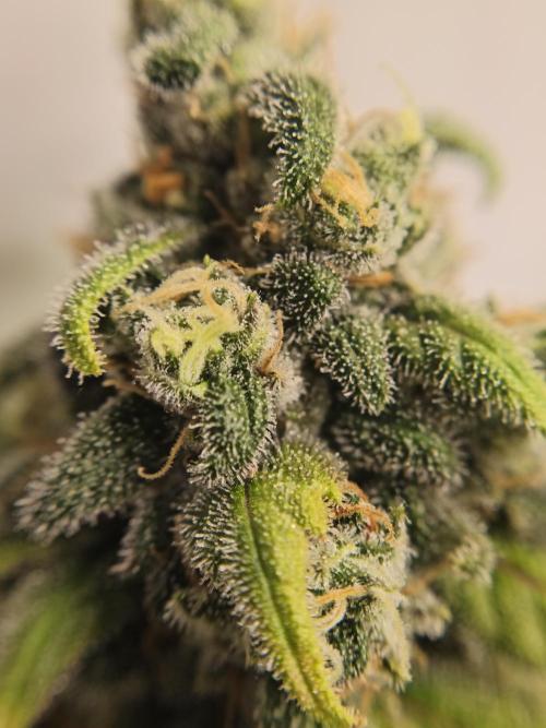 Northern Light Blue from cuttings indoor. Week 13