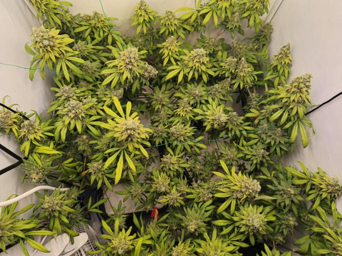 Northern Light Blue from cuttings indoor. Week 13