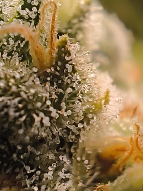 Northern Light Blue from cuttings indoor. Week 13