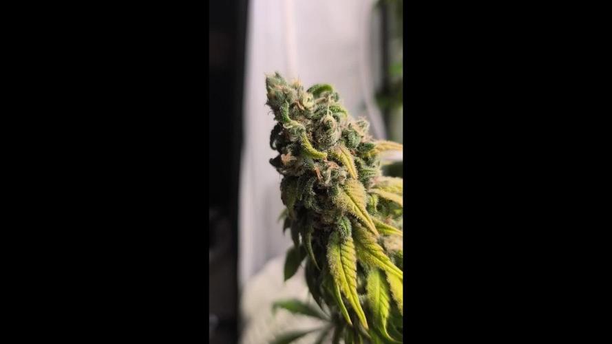 Northern Light Blue from cuttings indoor