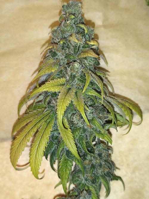 Northern Light Blue from cuttings indoor. Week 14