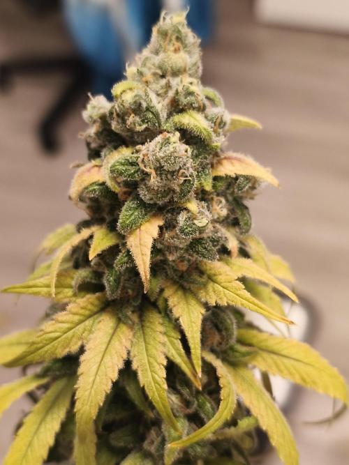 Northern Light Blue from cuttings indoor. Week 14