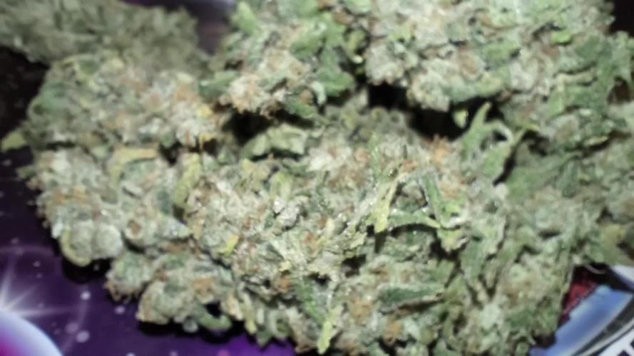 Northern Light Blue from cuttings indoor