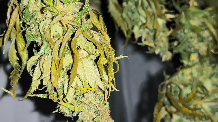 Northern Light Blue from cuttings indoor