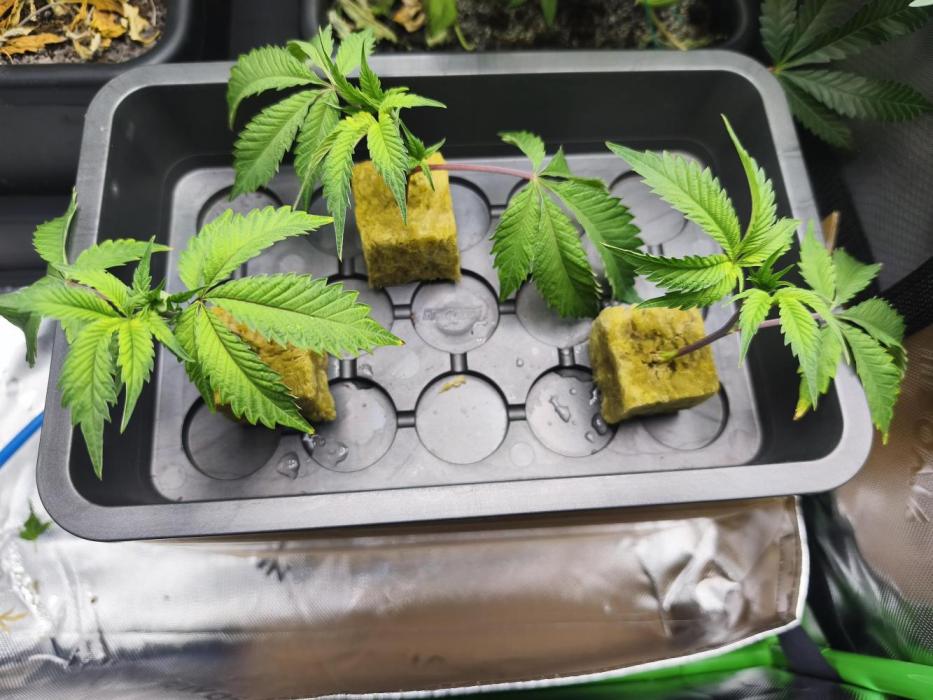 Peach Pistols #16 from clones indoor. Week 1