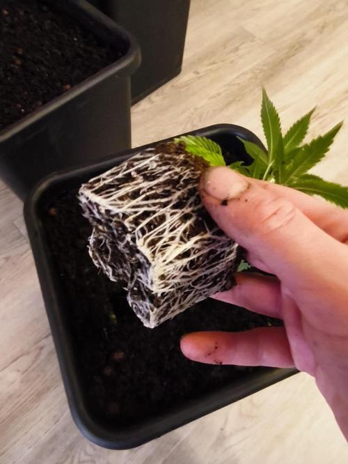 Peach Pistols #16 from clones indoor. Week 2