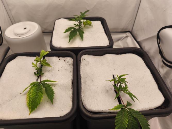 Peach Pistols #16 from clones indoor. Week 2