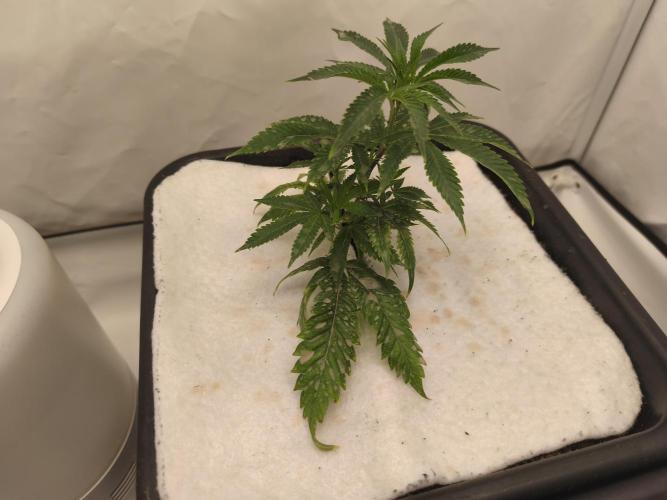 Peach Pistols #16 from clones indoor. Week 3