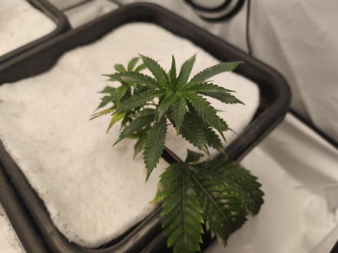 Peach Pistols #16 from clones indoor. Week 3