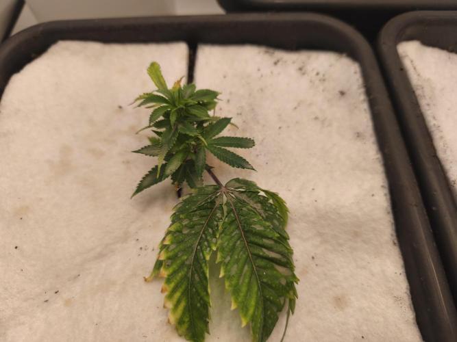 Peach Pistols #16 from clones indoor. Week 3