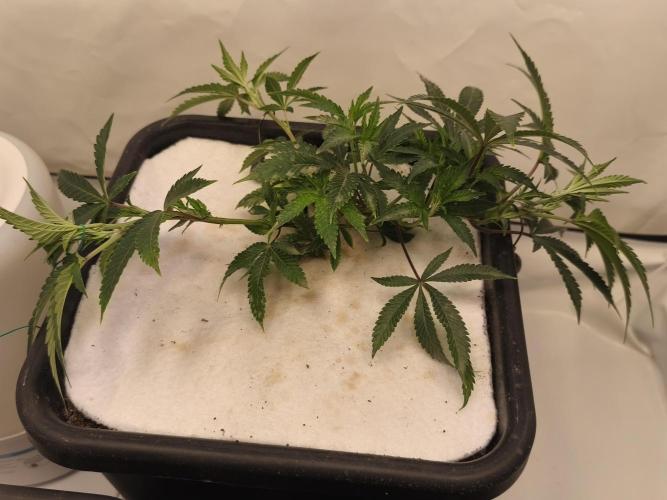 Peach Pistols #16 from clones indoor. Week 4