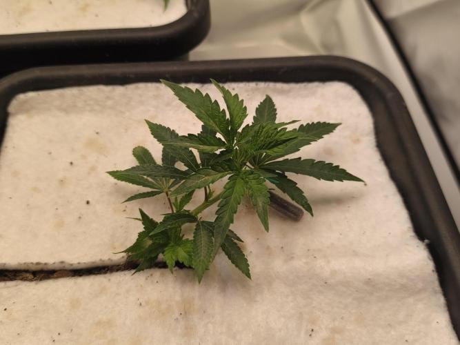 Peach Pistols #16 from clones indoor. Week 4