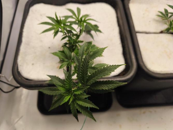 Peach Pistols #16 from clones indoor. Week 4