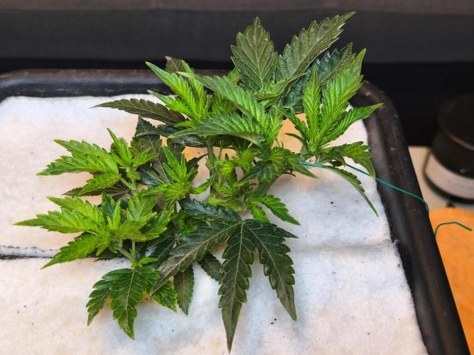 Peach Pistols #16 from clones indoor. Week 5