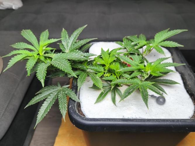 Peach Pistols #16 from clones indoor. Week 5