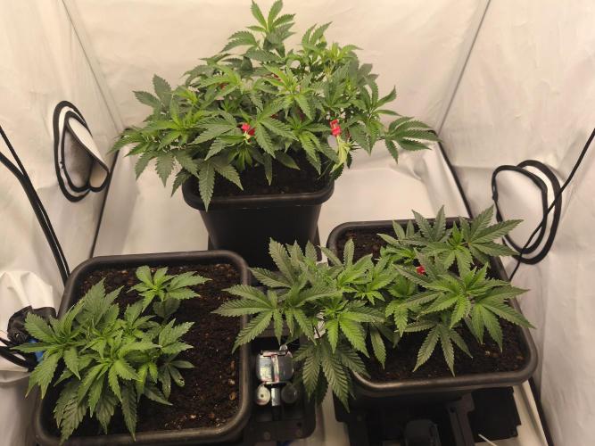 Peach Pistols #16 from clones indoor. Week 5 - The day before switch to 12/12