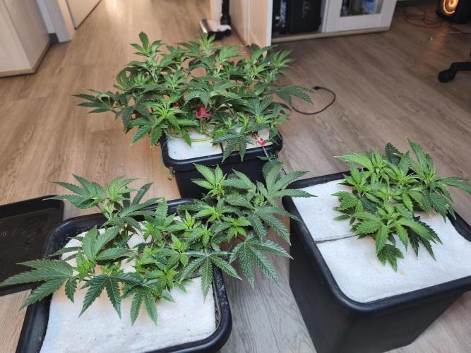 Peach Pistols #16 from clones indoor. Week 5