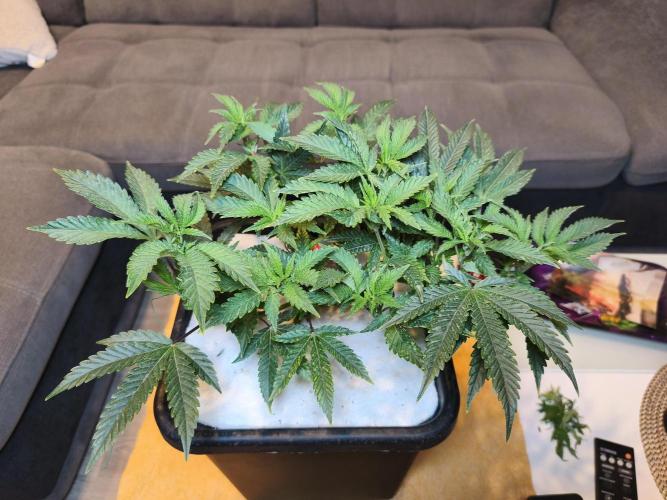 Peach Pistols #16 from clones indoor. Week 5