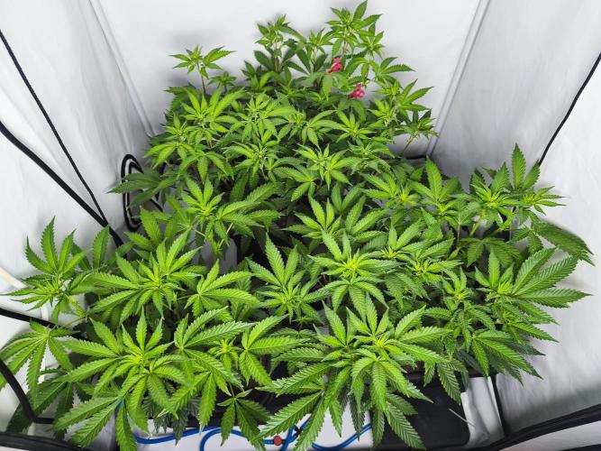 Peach Pistols #16 from clones indoor. Week 7