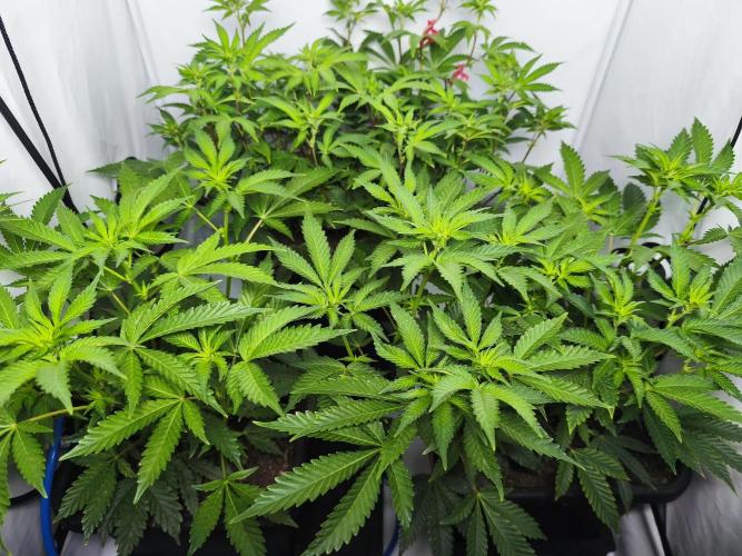 Peach Pistols #16 from clones indoor. Week 7