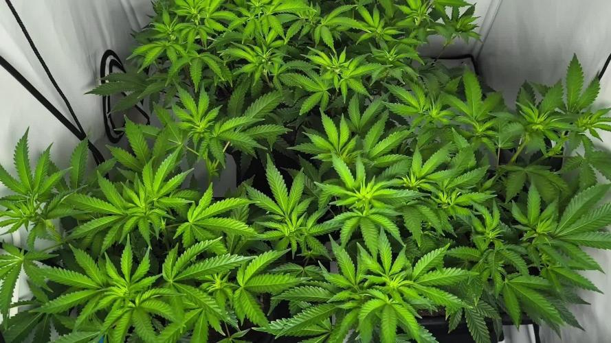 Peach Pistols #16 from clones indoor