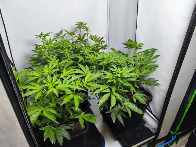 Peach Pistols #16 from clones indoor. Week 7