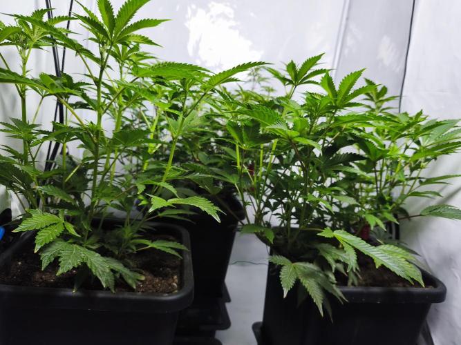 Peach Pistols #16 from clones indoor. Week 7