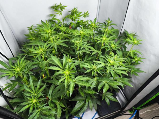 Peach Pistols #16 from clones indoor. Week 8