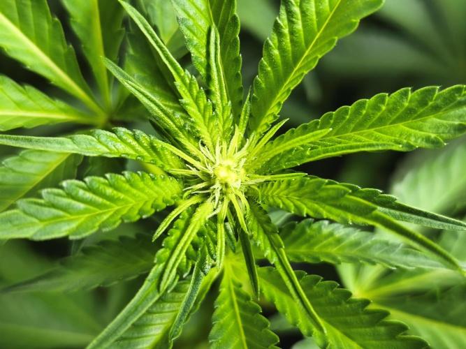 Peach Pistols #16 from clones indoor. Week 8