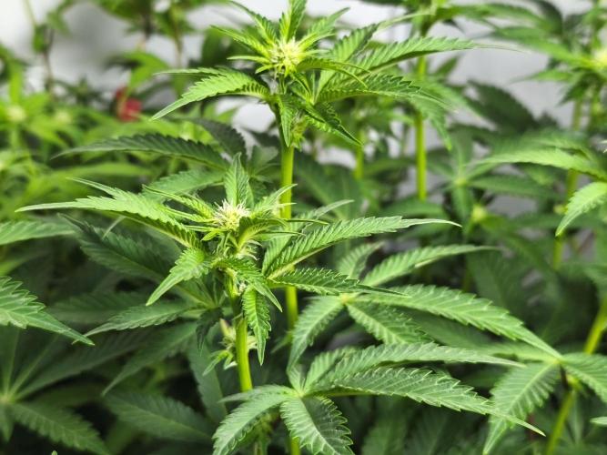 Peach Pistols #16 from clones indoor. Week 8