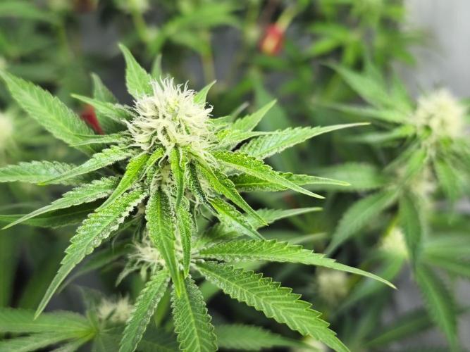 Peach Pistols #16 from clones indoor. Week 9