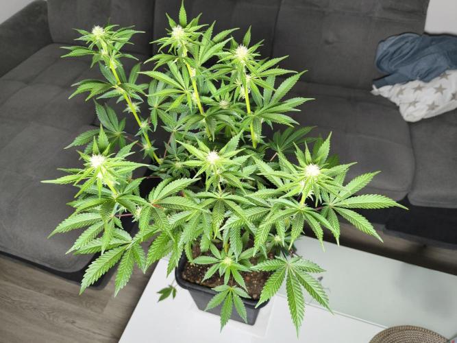 Peach Pistols #16 from clones indoor. Week 9 - before