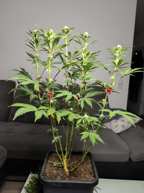 Peach Pistols #16 from clones indoor. Week 9 - after