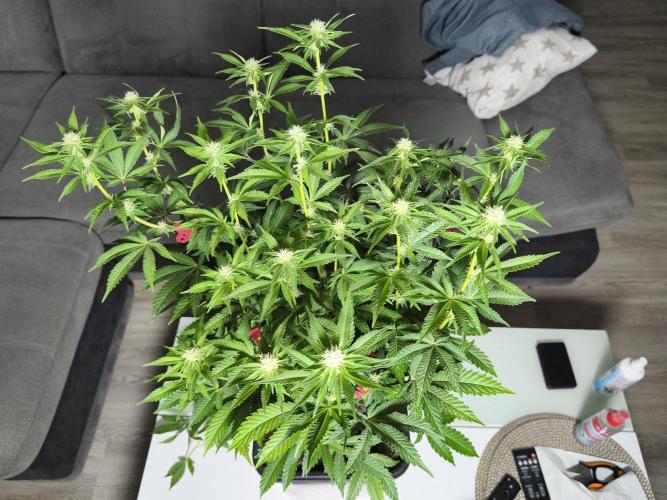Peach Pistols #16 from clones indoor. Week 9 - before