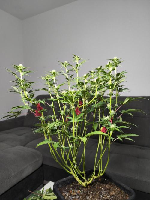 Peach Pistols #16 from clones indoor. Week 9 - after