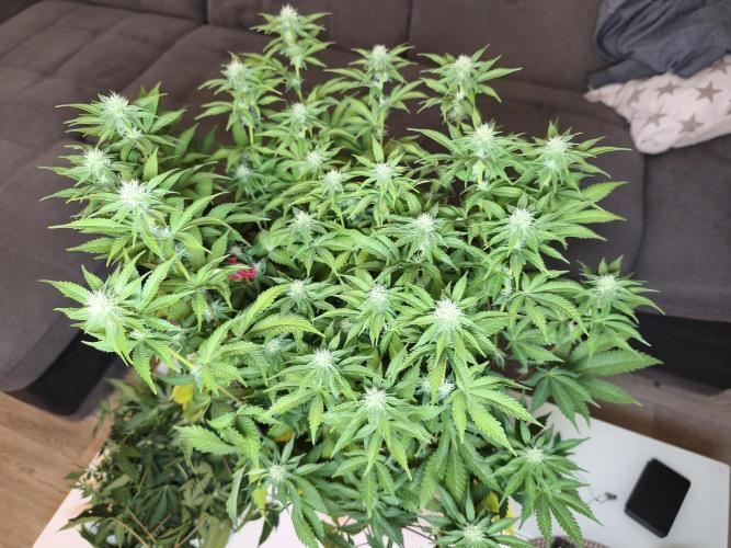 Peach Pistols #16 from clones indoor. Week 9 - before