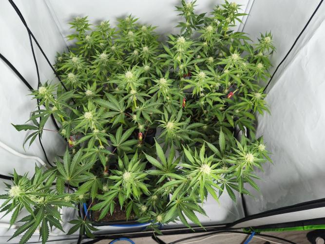 Peach Pistols #16 from clones indoor. Week 9